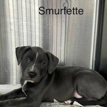 Smurfette -  Mixed Breed Dog for Adoption in Knoxville, Tennessee - Smurfette | PetCurious