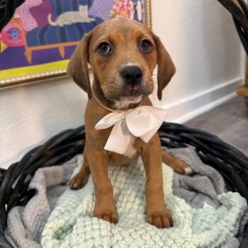 Noelle Nightengale -  Basset Hound and Pit Bull Terrier Dog for Adoption in Friendswood, Texas - Noelle Nightengale | PetCurious