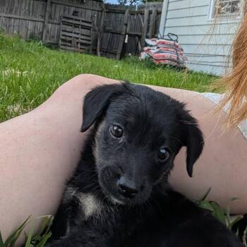 Kahuna -  Mixed Breed Dog for Adoption in Columbia, Missouri - Kahuna | PetCurious