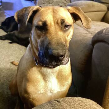 Rescue Shepherd and Cane Corso Dogs for Adoption in Cashmere, Washington - Sage | PetCurious