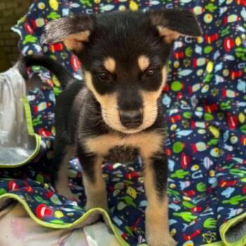 Fa Musical -  Husky Dog for Adoption in Andover, Massachusetts - Fa Musical | PetCurious
