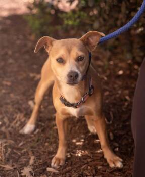 Chihuahua and Feist Dogs Available for Adoption in Southaven, Mississippi - OLIVE | PetCurious