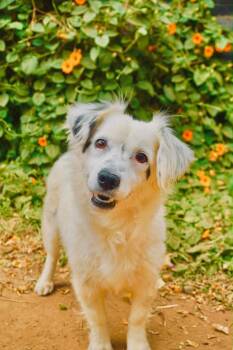 Pelusa -  Cocker Spaniel and Australian Shepherd Dog for Adoption in San Diego, California - Pelusa | PetCurious