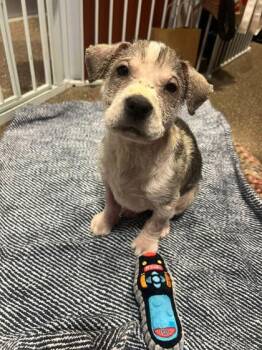 American Staffordshire Terrier and Mixed Breed Dogs Available for Adoption in North Charleston, South Carolina - 91372a Rudy | PetCurious