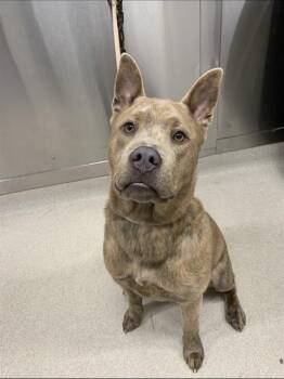 RIOTT -  Pit Bull Terrier and Chow Chow Dog for Adoption in Fairbanks, Alaska - RIOTT | PetCurious