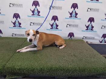 ZAEN -  Pit Bull Terrier and Mixed Breed Dog for Adoption in Orlando, Florida - ZAEN | PetCurious