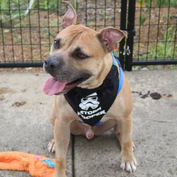 Chili Dog -  Boxer and Mixed Breed Dog for Adoption in Normal, Illinois - Chili Dog | PetCurious