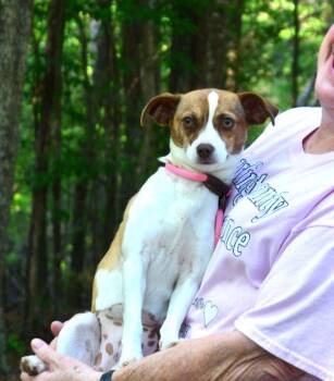 Chihuahua and Jack Russell Terrier Dogs Available for Adoption in Willingboro, New Jersey - Zoey | PetCurious