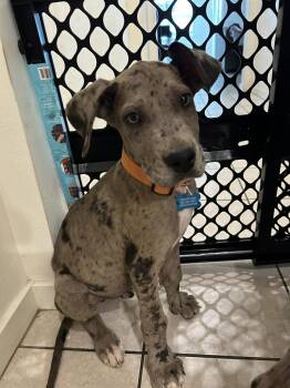 Great Dane Dogs Available for Adoption in Mesa, Arizona - Taco | PetCurious