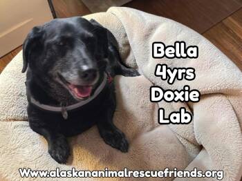 Bella -  Dachshund and Labrador Retriever Dog for Adoption in Anchorage, Alaska - Bella | PetCurious