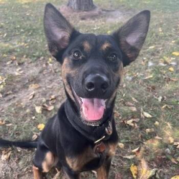Thor -  Mixed Breed Dog for Adoption in Dubuque, Iowa - Thor | PetCurious