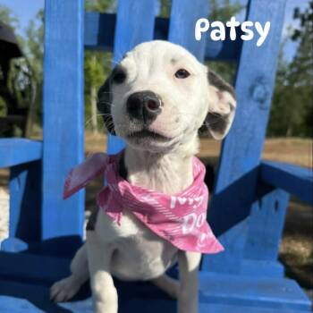 Wirehaired Terrier Dogs Available for Adoption in Queen City, Texas - Patsy  | PetCurious