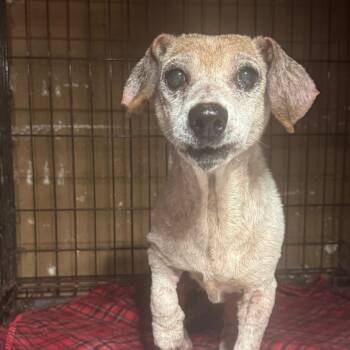 Gabby -  Dachshund Dog for Adoption in Anahuac, Texas - Gabby | PetCurious