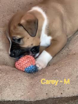 Carey -  Labrador Retriever Dog for Adoption in Penns Grove, New Jersey - Carey | PetCurious