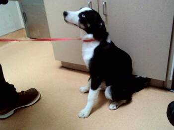 Border Collie and Mixed Breed Dogs Available for Adoption in Martinez, California - MARLA | PetCurious