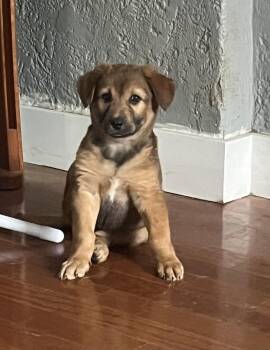 Ginger -  Retriever and Shepherd Dog Available for Adoption in West Peoria, Illinois - Ginger | PetCurious