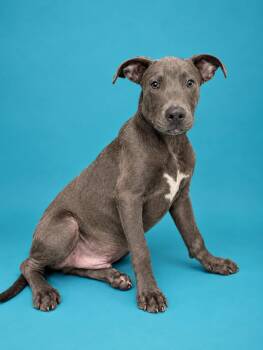 Doppie -  Retriever Dog for Adoption in Gulfport, Mississippi - Doppie | PetCurious