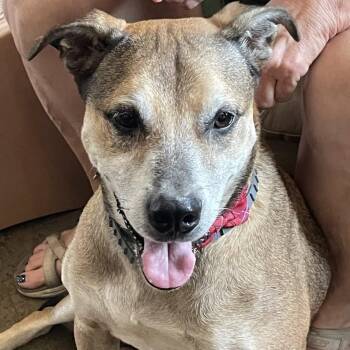 Rescue Shepherd Dogs for Adoption in Shawnee, Kansas - King | PetCurious