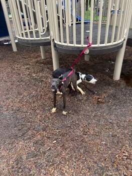 Pit Bull Terrier Dogs Available for Adoption in Humble, Texas - Tied Up Dog1 | PetCurious