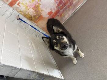MABEL -  German Shepherd Dog Dog for Adoption in San Bernardino, California - MABEL | PetCurious
