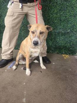 61312588 -  German Shepherd Dog and Mixed Breed Dog for Adoption in El Paso, Texas - 61312588 | PetCurious