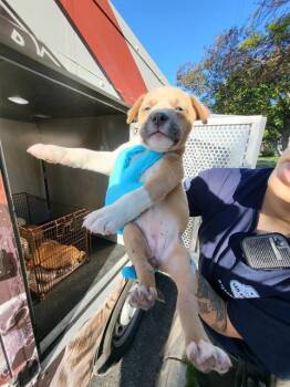 Terrier Dogs Available for Adoption in San Antonio, Texas - PEPITA | PetCurious