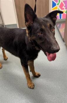KEVIN -  German Shepherd Dog Dog for Adoption in Baytown, Texas - KEVIN | PetCurious
