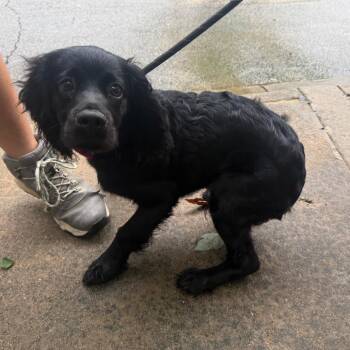 Phineas 0584 -  Mixed Breed Dog for Adoption in Columbus, Georgia - Phineas 0584 | PetCurious