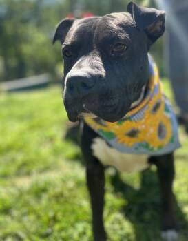 Rescue Staffordshire Bull Terrier Dogs for Adoption in Scottsville, Kentucky - Jaimie | PetCurious