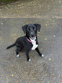 Hound and Black Labrador Retriever Dogs Available for Adoption in Jackson, Mississippi - Penny | PetCurious