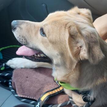 Mixed Breed Dogs Available for Adoption - Bailey | PetCurious
