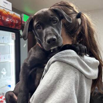 Levi -  Black Labrador Retriever and Mixed Breed Dog for Adoption in Tacoma, Washington - Levi | PetCurious