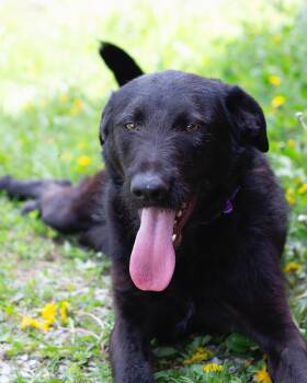 Shadow -  Terrier Dog for Adoption in Sunbright, Tennessee - Shadow | PetCurious