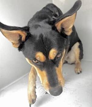 Australian Kelpie Dogs Available for Adoption in Houston, Texas - A654793 | PetCurious