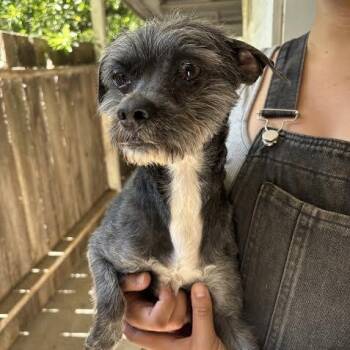 Moe -  Terrier Dog Available for Adoption in Sonoma, California - Moe | PetCurious