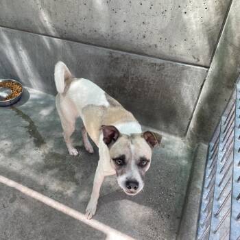 Chihuahua Dogs Available for Adoption in Pasadena, California - Zephyr | PetCurious