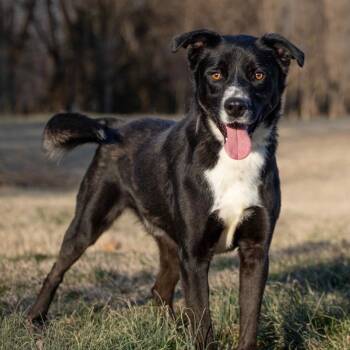 Rescue Labrador Retriever Dogs for Adoption in Henderson, Kentucky - Sycamore | PetCurious
