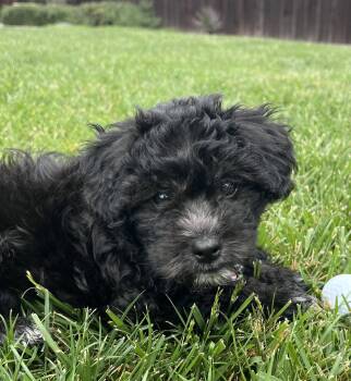 Havanese and Papillon Dogs Available for Adoption in Palo Alto, California - Money: Lira | PetCurious