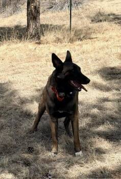 Lula located in CO FKA Cholula -  Belgian Shepherd Malinois Dog for Adoption in Imlay City, Michigan - Lula Located In CO FKA Cholula | PetCurious