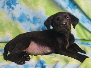 Rottweiler and Golden Retriever Dogs Available for Adoption in East Sparta, Ohio - BiscuitsNGravy | PetCurious