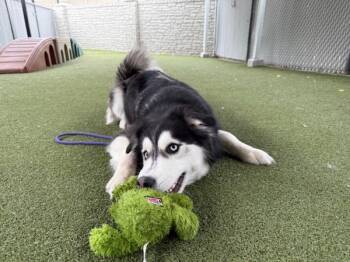 Rescue Husky Dogs for Adoption in Salt Lake City, Utah - Onyx | PetCurious