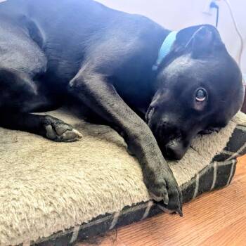 Rescue Staffordshire Bull Terrier Dogs for Adoption in Austin, Texas - Pepper | PetCurious