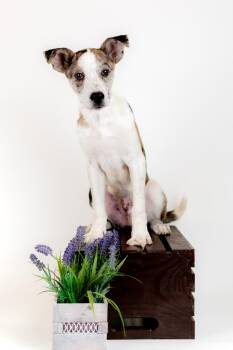 Catahoula Leopard Dog and Australian Cattle Dog Blue Heeler Dogs Available for Adoption in Brighton, Colorado - 340-26 | PetCurious