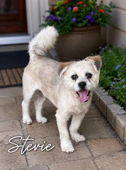 Stevie -  Maltese Dog for Adoption in Orange, California - Stevie | PetCurious