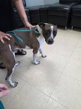 SAINT -  German Shorthaired Pointer and Mixed Breed Dog for Adoption in Killeen, Texas - SAINT | PetCurious