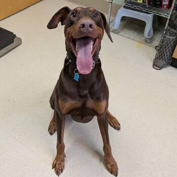 Doberman Pinscher Dogs Available for Adoption in Toledo, Ohio - Rusty | PetCurious