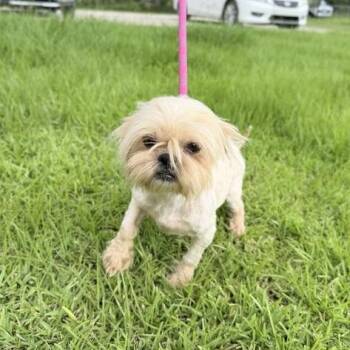 Shih Tzu Dogs Available for Adoption in Carencro, Louisiana - Tinka | PetCurious