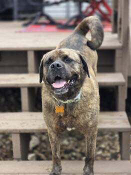Pug and Saint Bernard Dogs Available for Adoption in Waunakee, Wisconsin - Unique | PetCurious