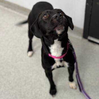 Rescue Mixed Breed Dogs for Adoption in Naperville, Illinois - Cindy | PetCurious