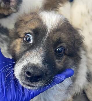 Mixed Breed Dogs Available for Adoption - RORY | PetCurious